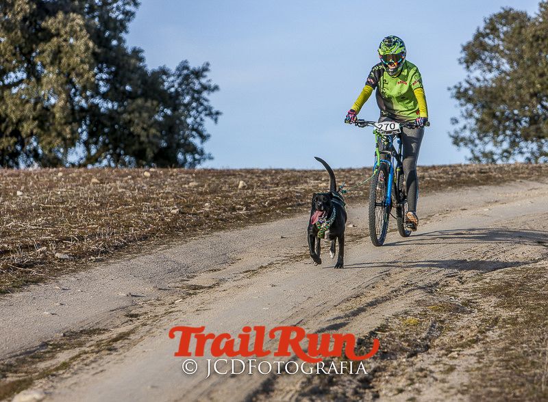 Mushing de Villamanta: canicross y bikejoring popular