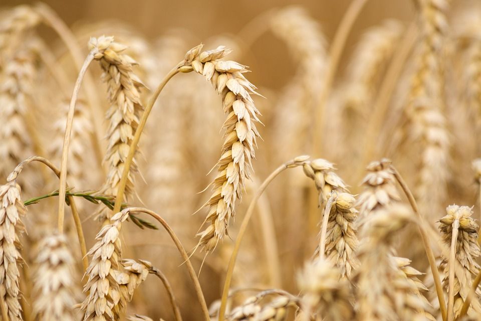 wheat 6536039 960 720 wheat 6536039 960 720