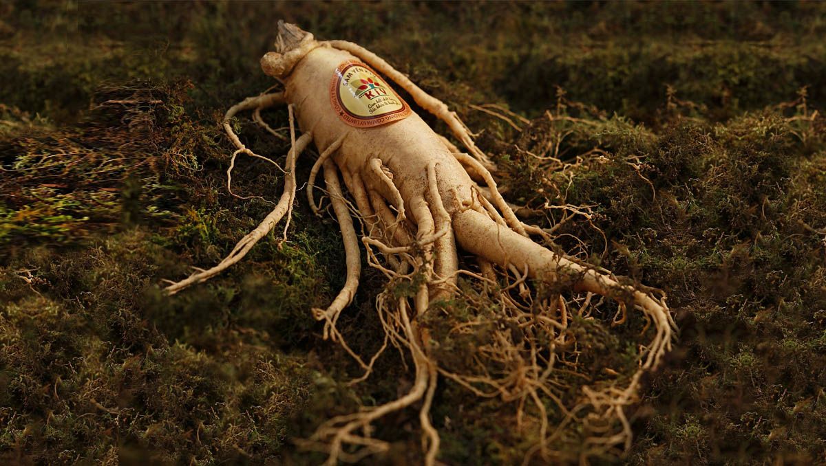 Ginseng root