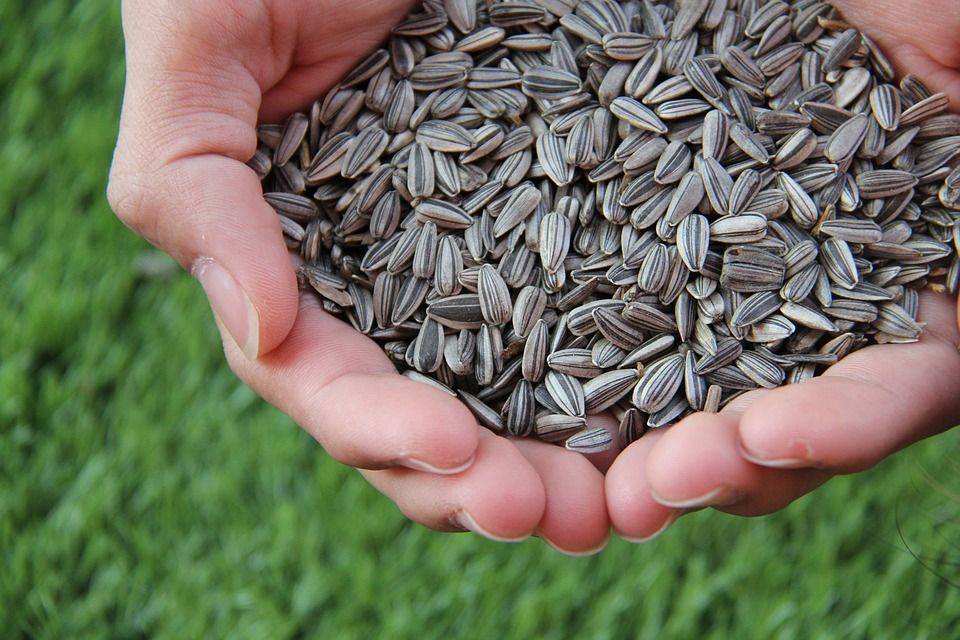 sunflower seed 1213766 960 720 sunflower seed 1213766 960 720