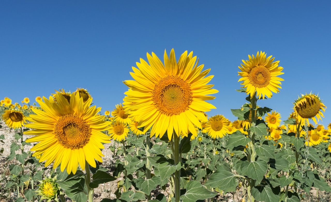 sunflower g9e7c0b8d4 1280 sunflower g9e7c0b8d4 1280