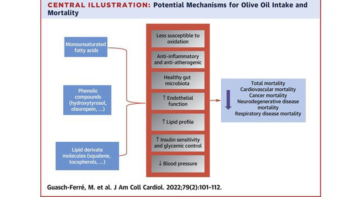 Estudio con los Efectos del aceite de oliva para prevenir la ECV