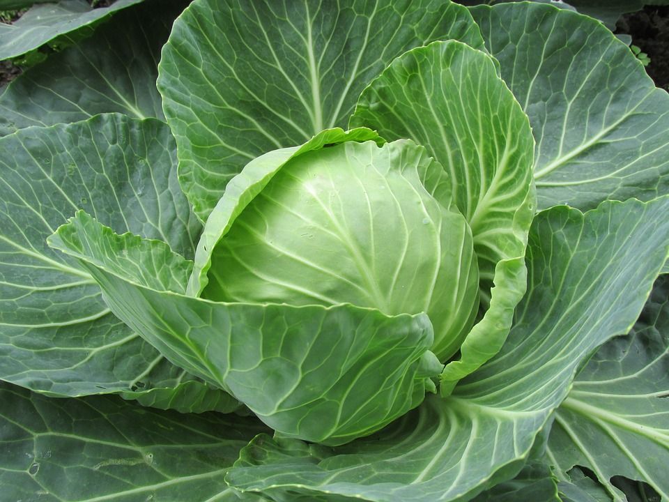 white cabbage 2705228 960 720 white cabbage 2705228 960 720