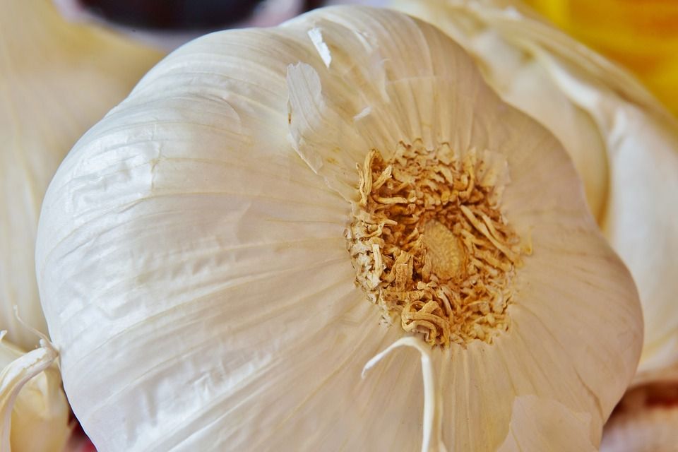 garlic 3617113 960 720 garlic 3617113 960 720