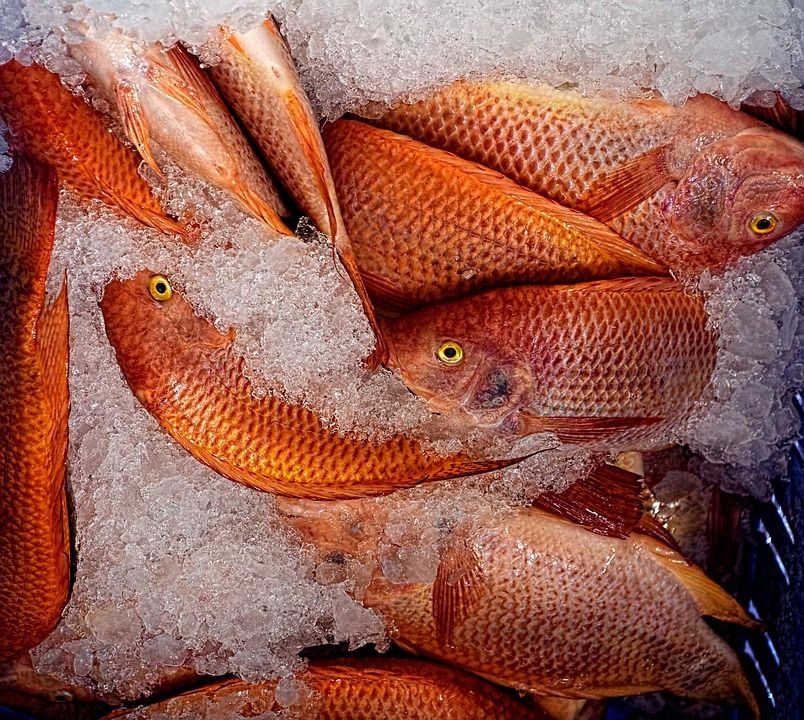 fish 5024695 960 720 fish 5024695 960 720