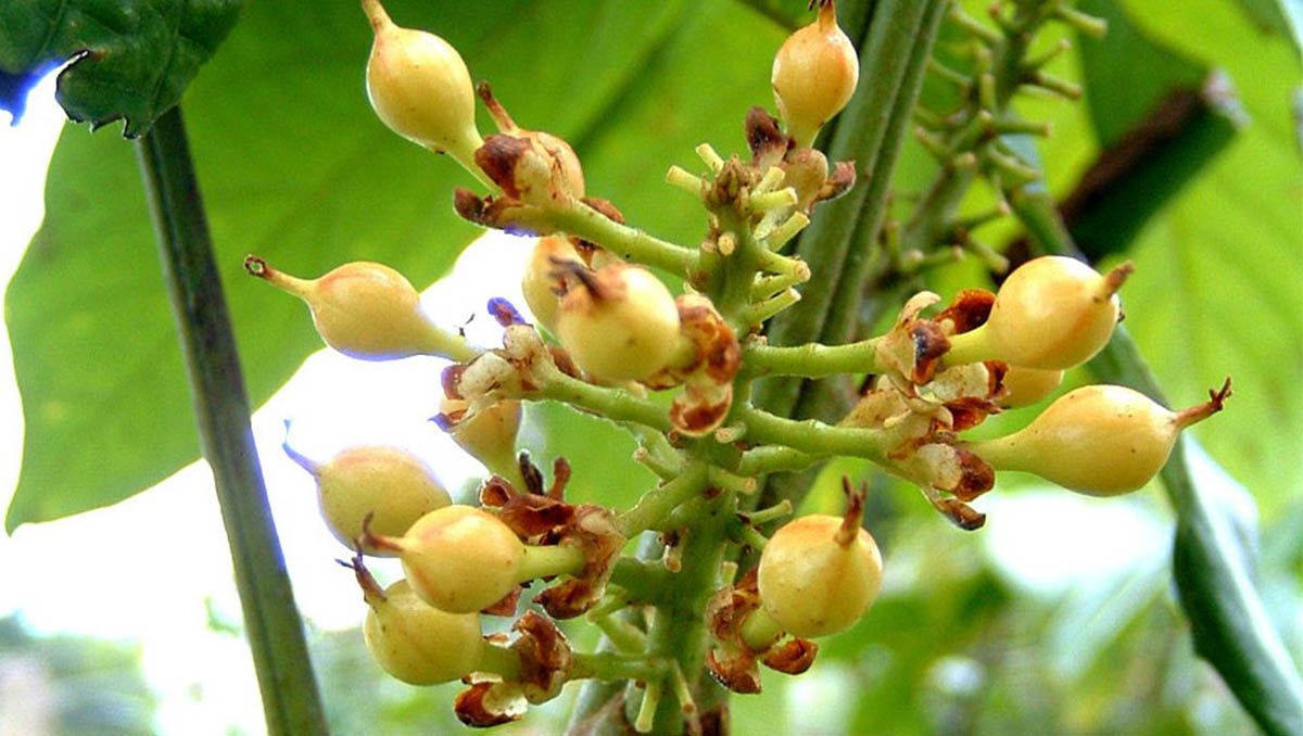 El guaraná, una ayuda deportiva El guaraná, una ayuda deportiva