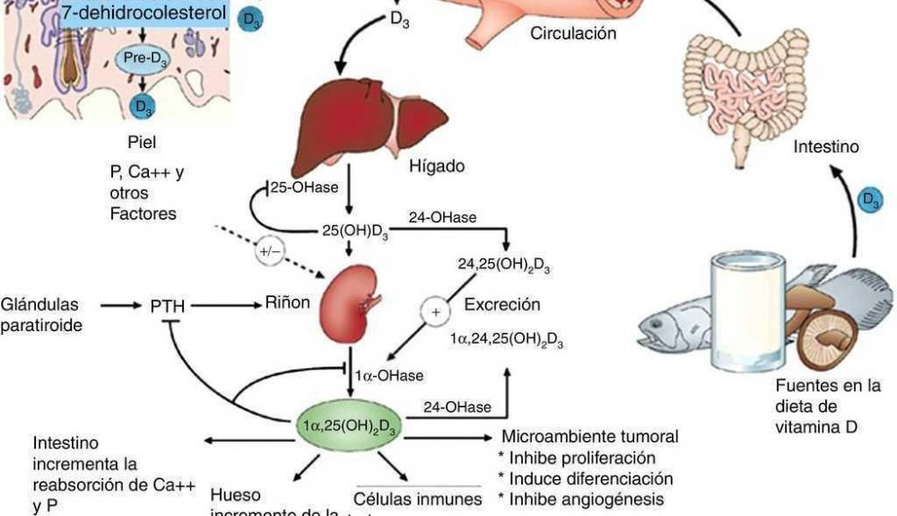 Funciones de la vitamina D Funciones de la vitamina D