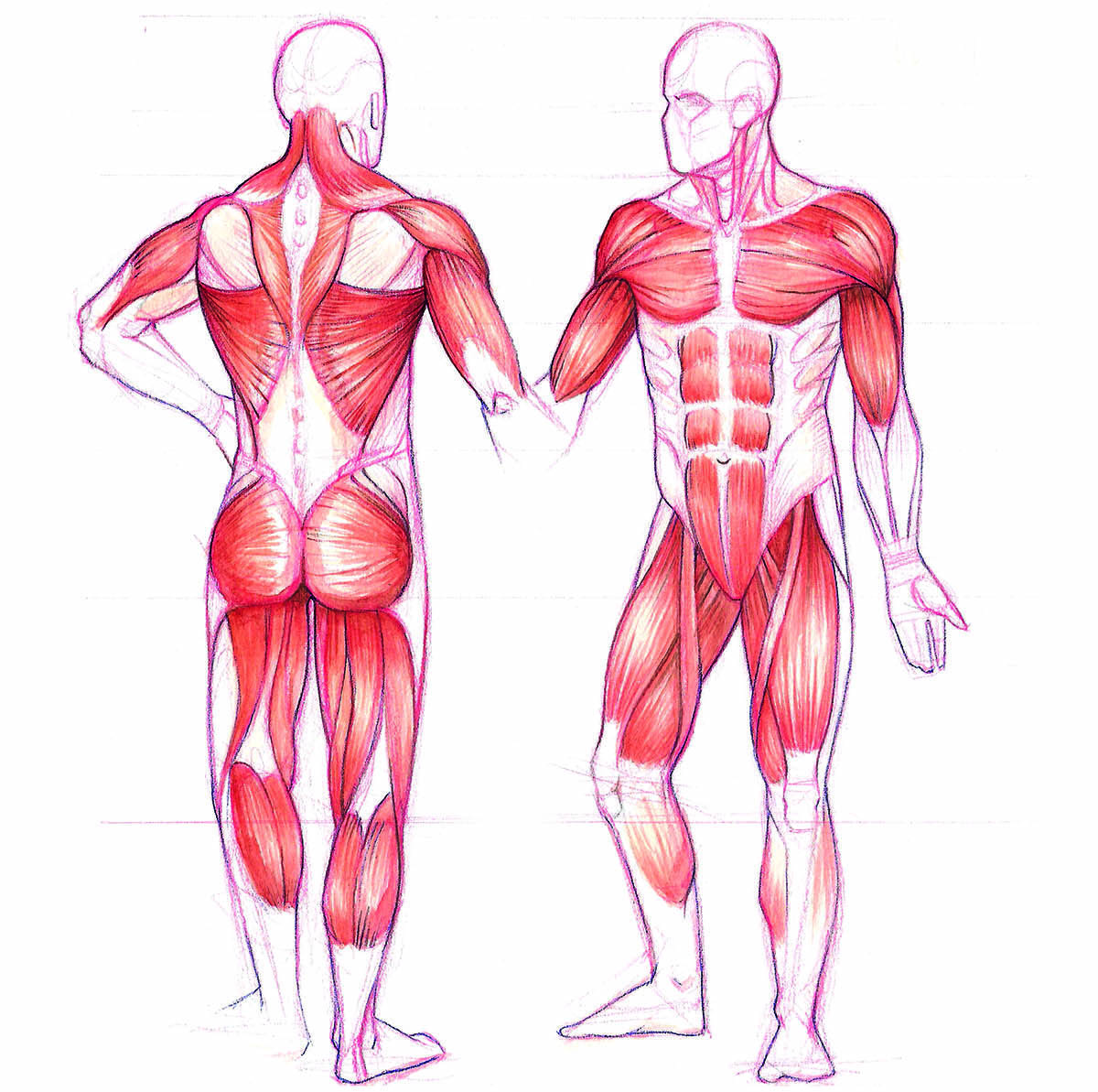 musculatura implicada directamente en el circuito