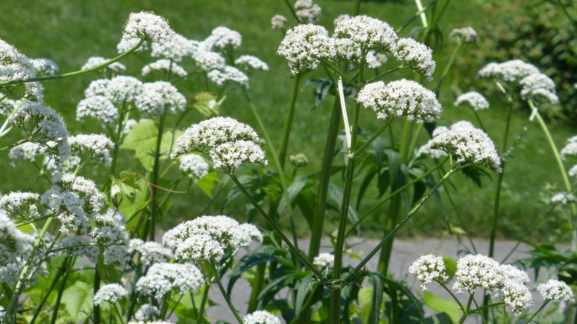 Valeriana officinalis