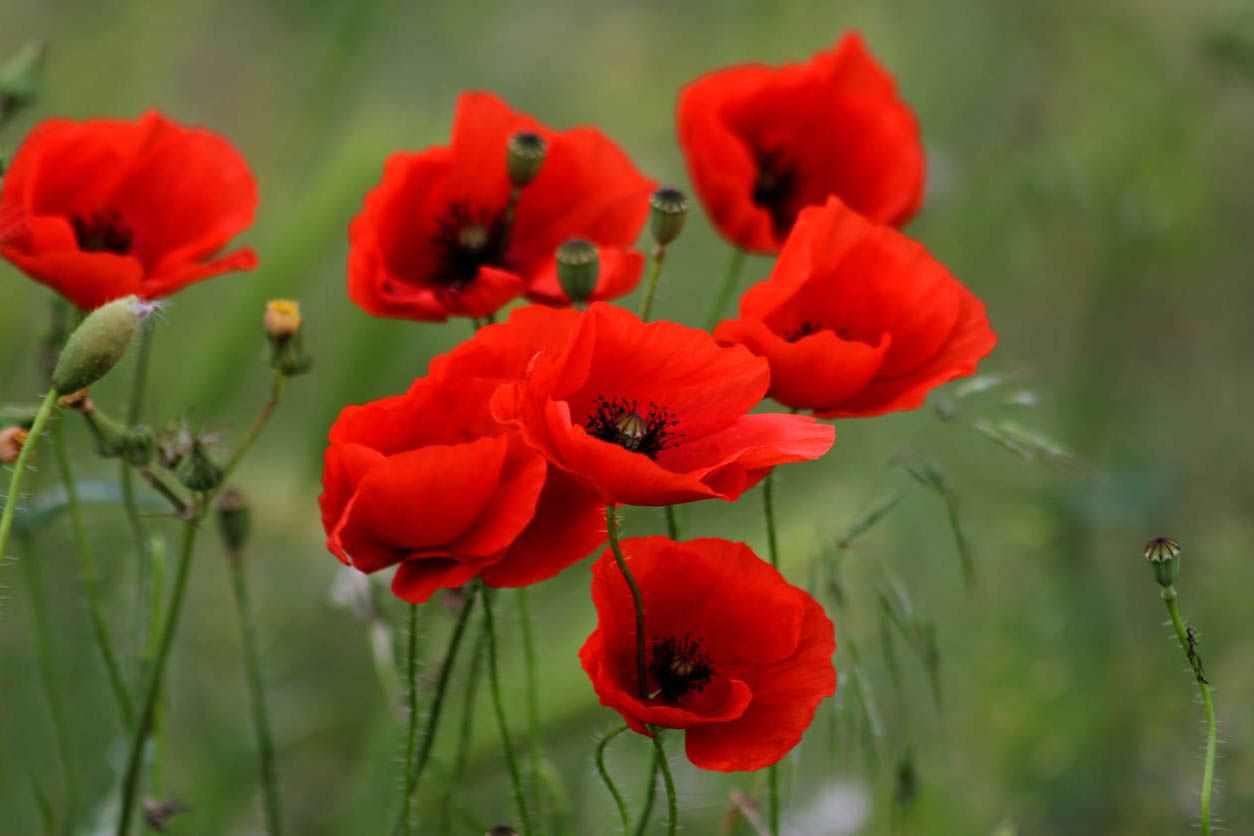 Amapola