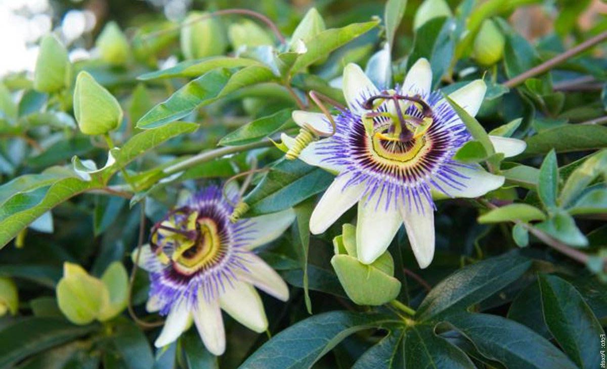 Pasiflora