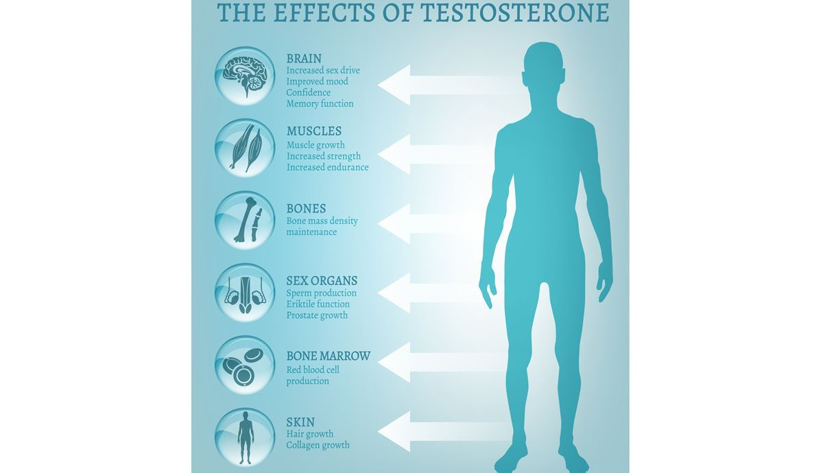 Efectos de la testosterona Efectos de la testosterona