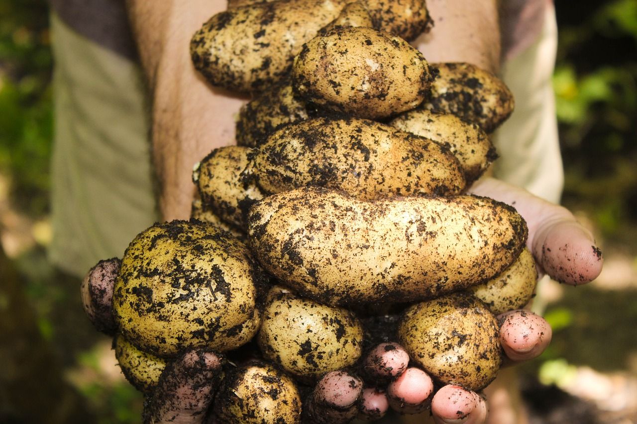 potatoes g9f34a20dc 1280 potatoes g9f34a20dc 1280