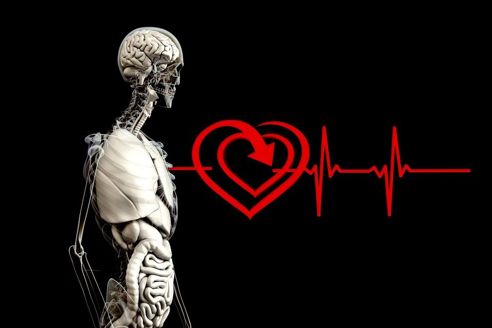anatomy 2328534 960 720 anatomy 2328534 960 720