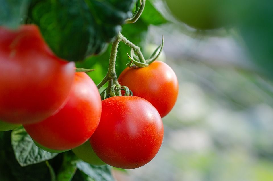 tomatoes 5566744 960 720 tomatoes 5566744 960 720