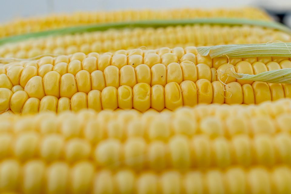 corn 5199393 960 720 corn 5199393 960 720