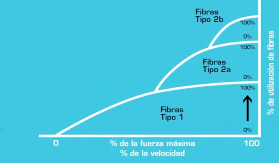 Fibras Fibras