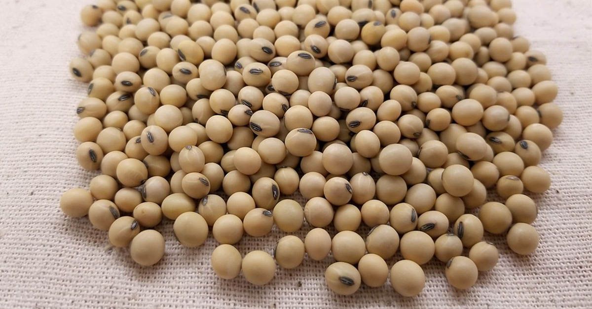 Soja, la proteína vegetal por excelencia