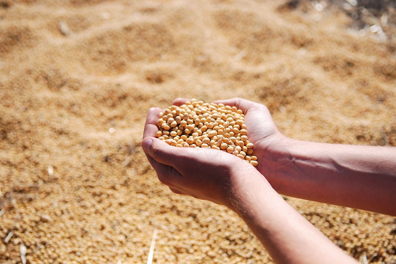 soybean g828e3882e 1280 soybean g828e3882e 1280