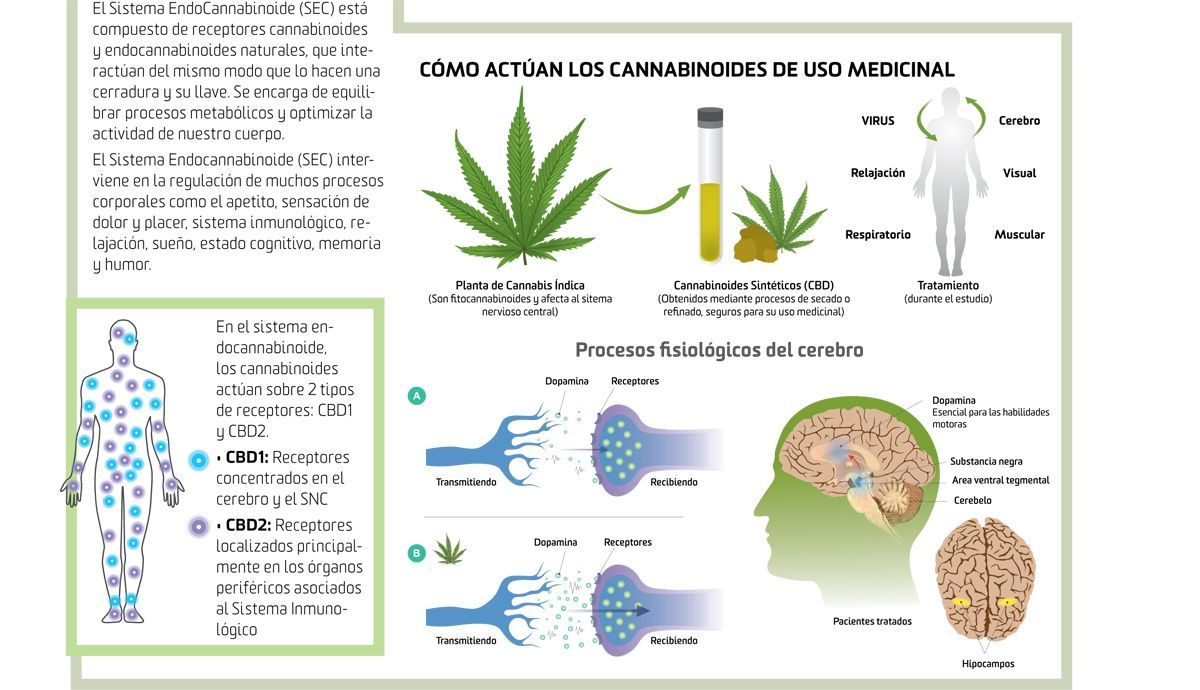 Cómo actuan los Cannabinoides para uso medicinal Cómo actuan los Cannabinoides para uso medicinal