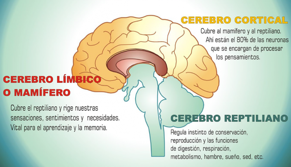 cerebro triuno cerebro triuno