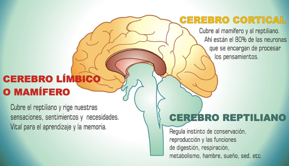 cerebro triuno