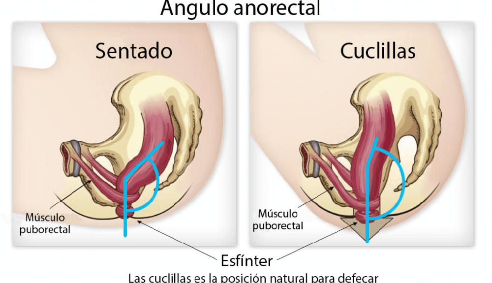 posicion en cuclillas mejora gastrointestinal posicion en cuclillas mejora gastrointestinal