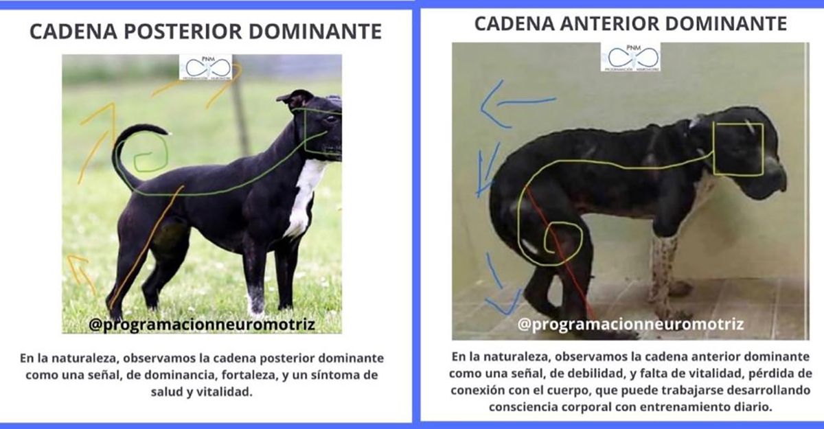 cadena posterior anterior dominante cadena posterior anterior dominante