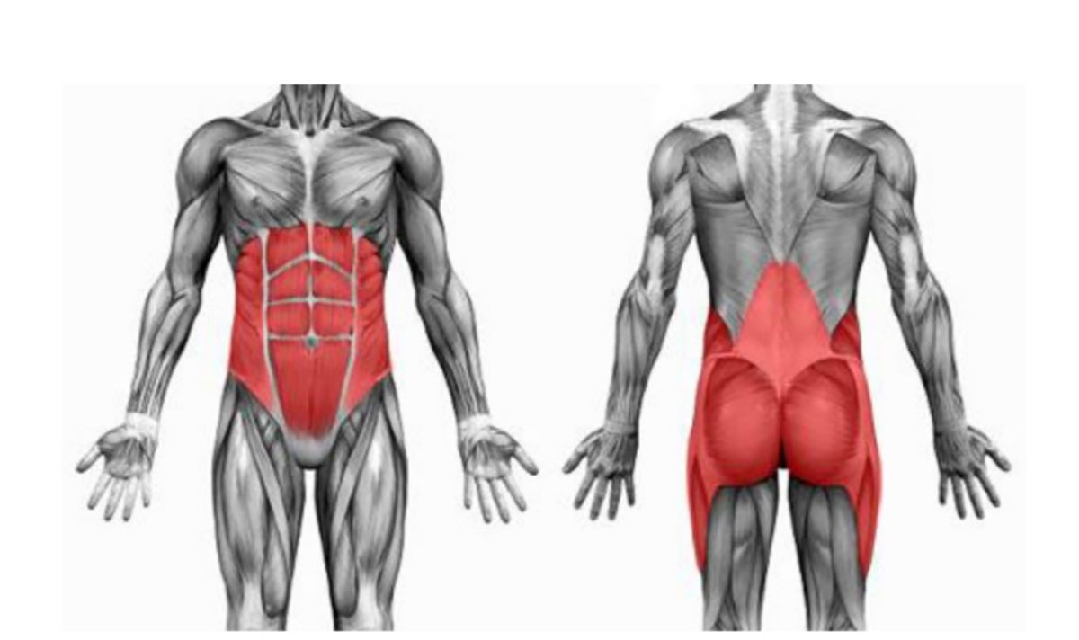 Musculatura powerhouse Musculatura powerhouse