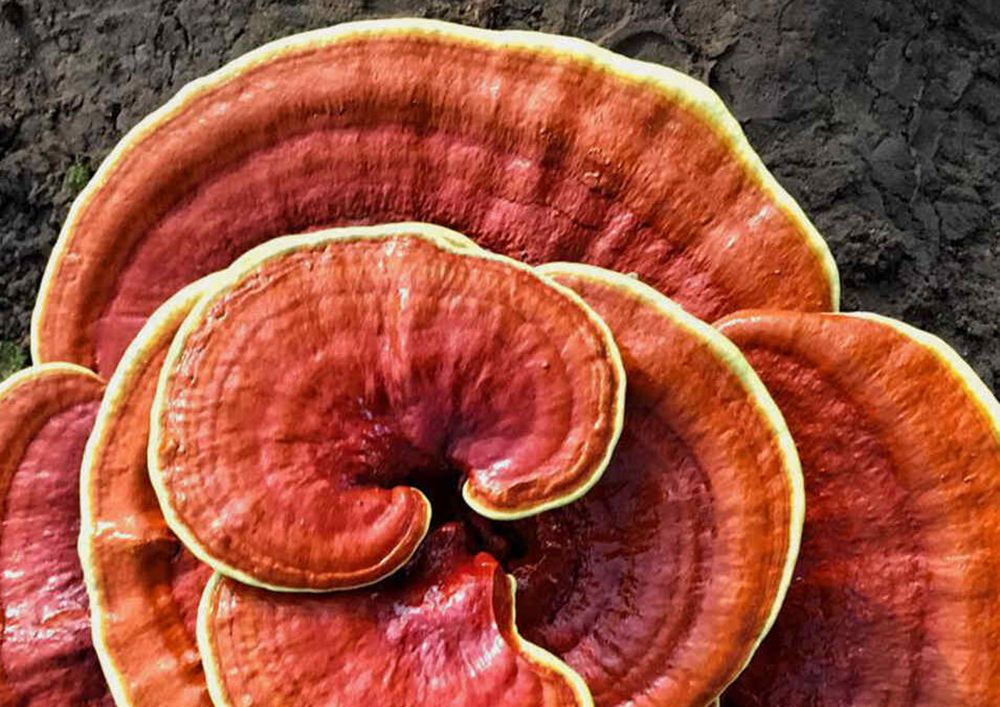 Reishi (Ganoderma lucidum) el hongo de la longevidad Reishi (Ganoderma lucidum) el hongo de la longevidad