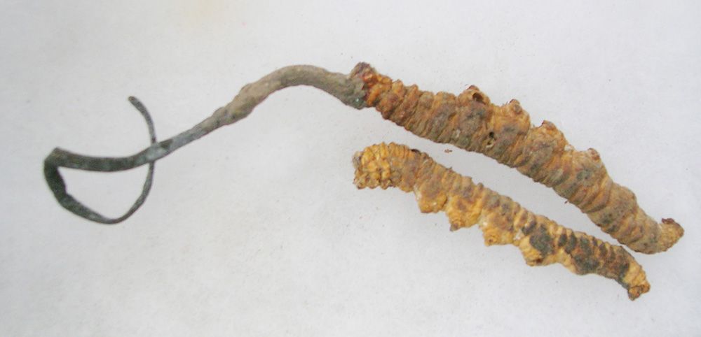 Cordyceps sinensis  el hongo de la vitalidad y de los deportistas