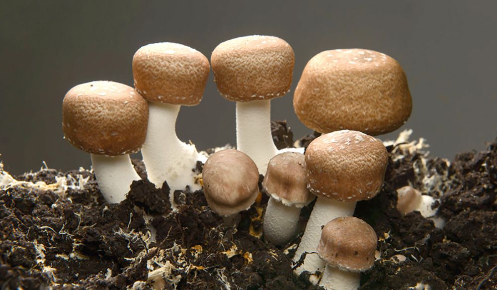 Champiñón del sol (Agaricus blazei Murrill) el hongo de las defensas y las alergias Champiñón del sol (Agaricus blazei Murrill) el hongo de las defensas y las alergias