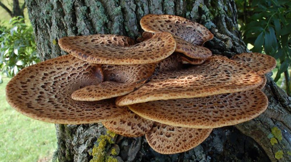 Poliporus (Polyporus umbellatus)  el drenante natural