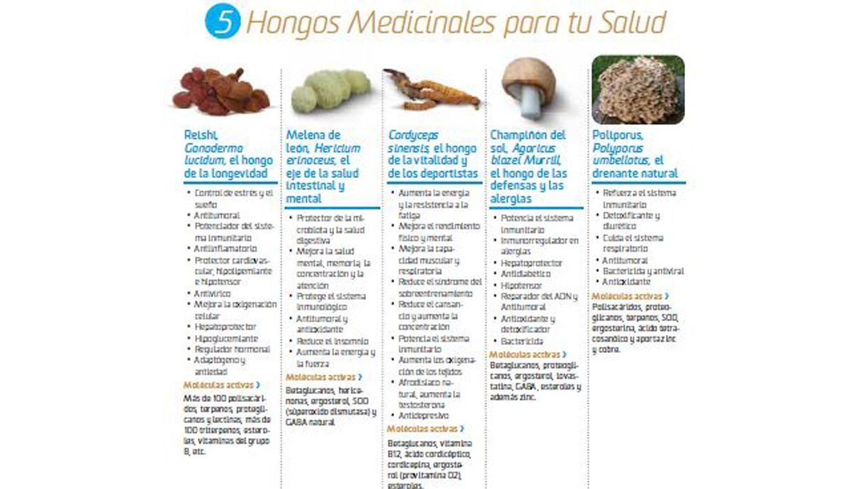 5 Hongos medicinales y sus beneficios para deportistas 5 Hongos medicinales y sus beneficios para deportistas