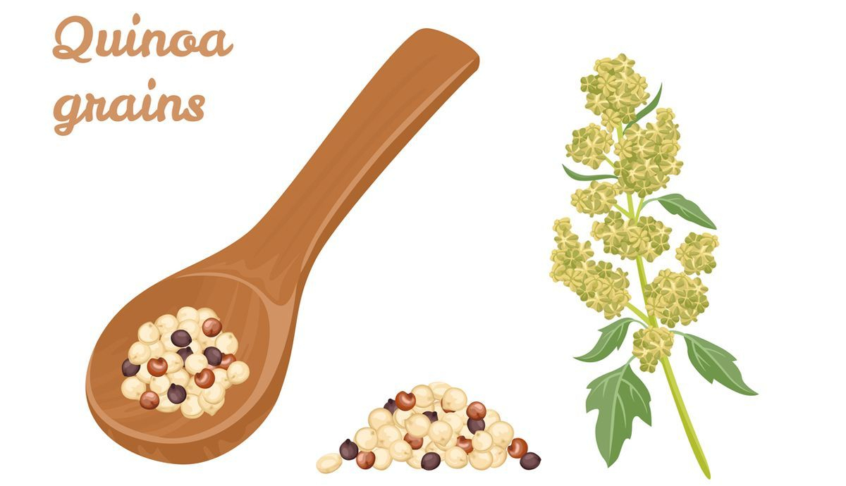 el consumo de quinoa es beneficioso para la salud el consumo de quinoa es beneficioso para la salud
