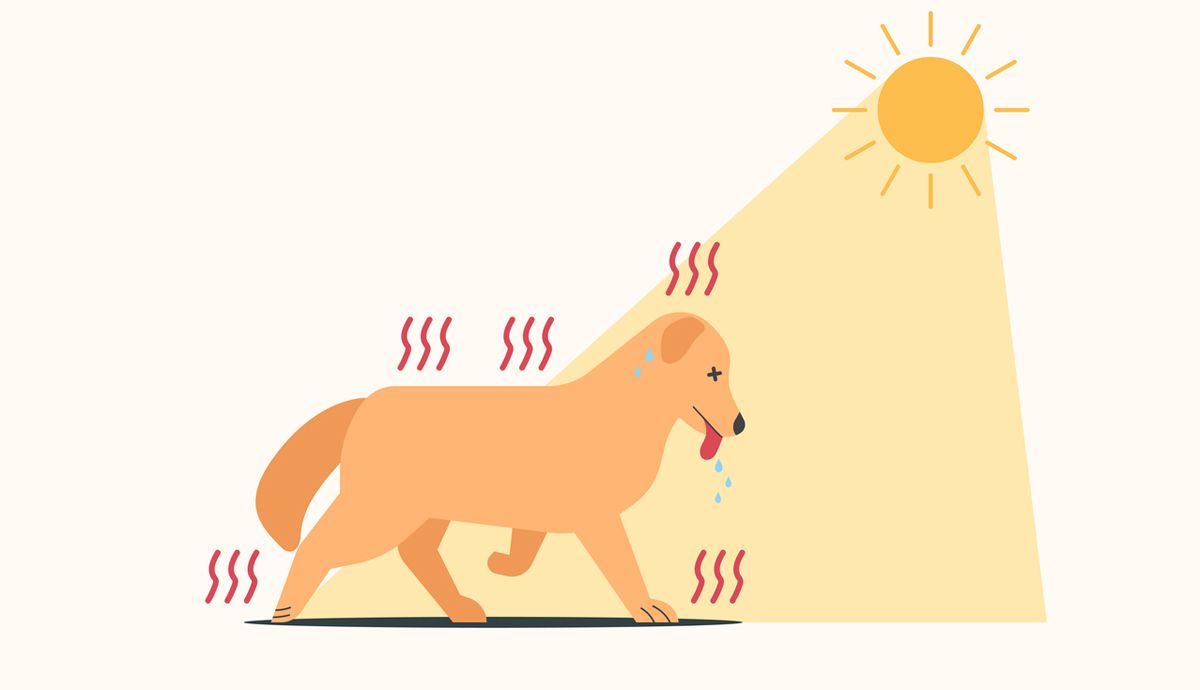 Como proteger a tu perro de un golpe de calor
