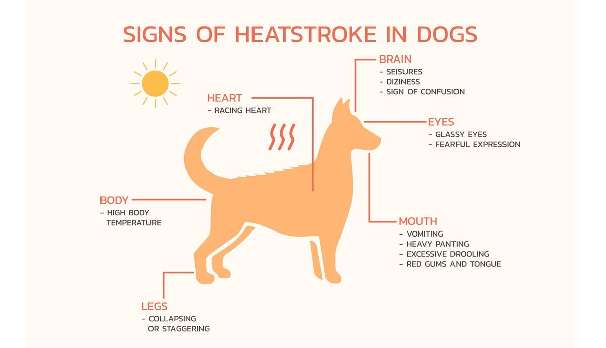 Síntomas de golpe de calor en tu perro Síntomas de golpe de calor en tu perro