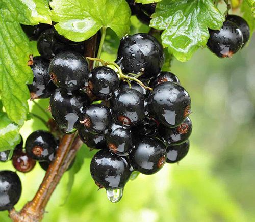 Alternativas naturales al ibuprofeno  Grosellero negro