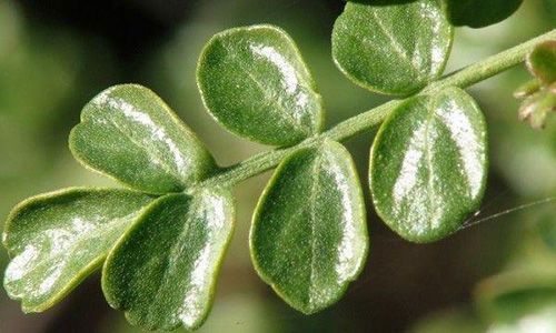 Coutarea latifolia para metabolizar mejor los azucares Coutarea latifolia para metabolizar mejor los azucares