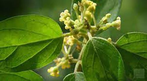 Gymnema sylvestre el remedio ayurvedico para controlar el azucar Gymnema sylvestre el remedio ayurvedico para controlar el azucar