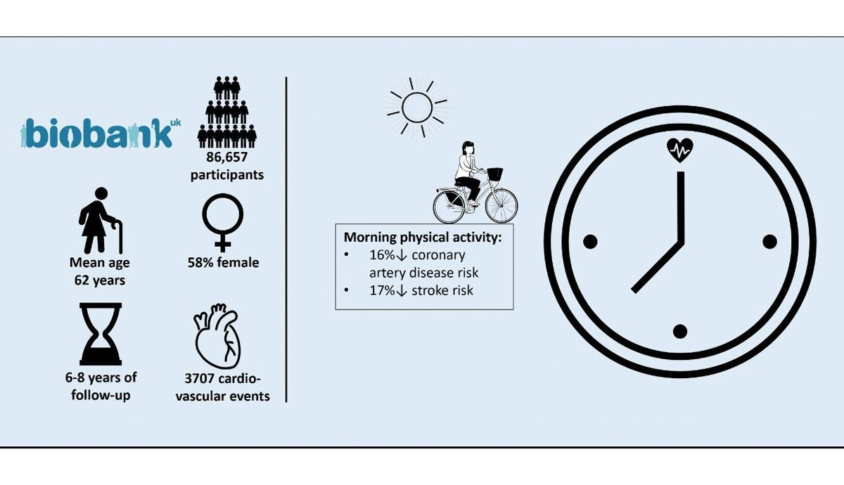 El ejercicio antes de las 11h podría reducir el riesgo de enfermedad cardiovascular grafico