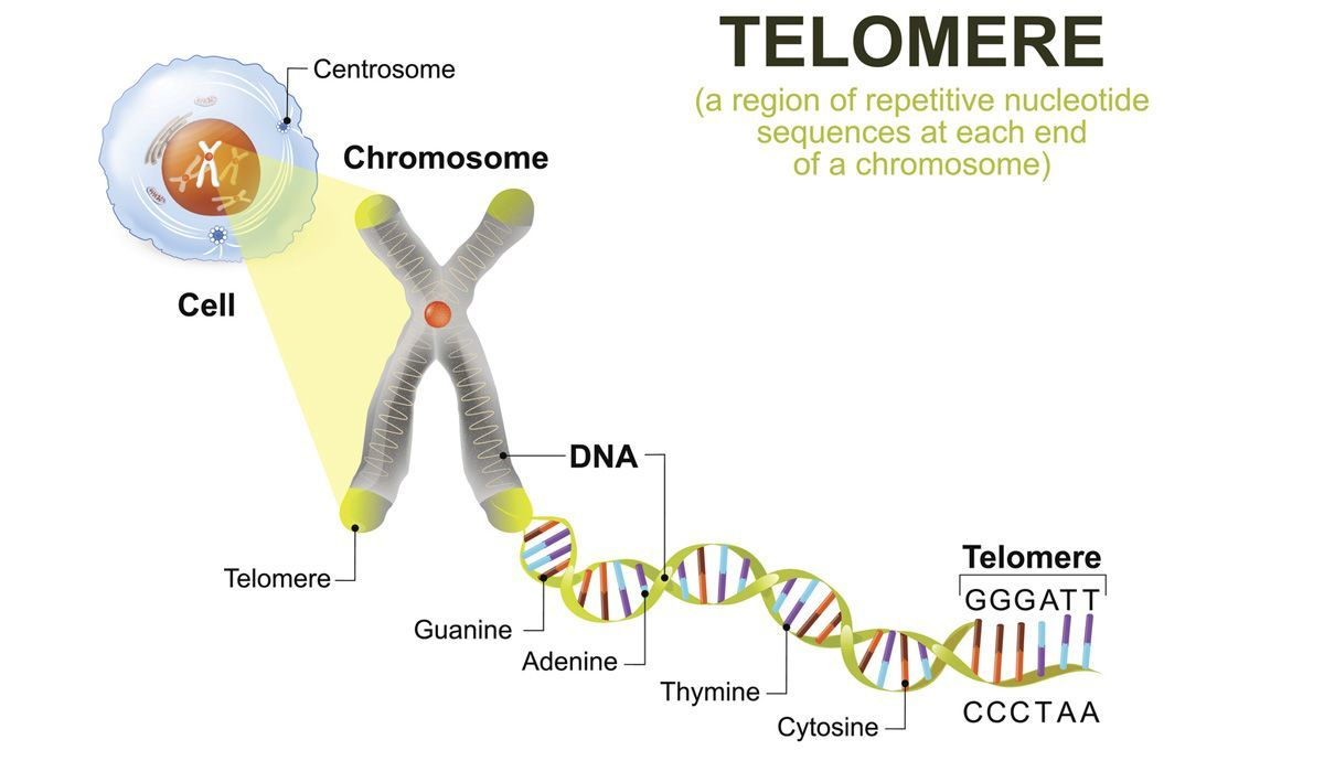 Telomeros, envejecimiento y Alzheimer