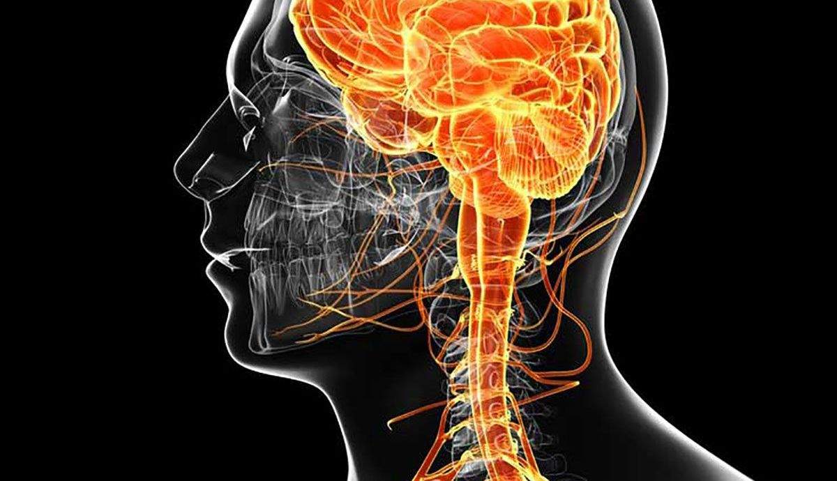 La importancia de activar y estimular el nervio vago