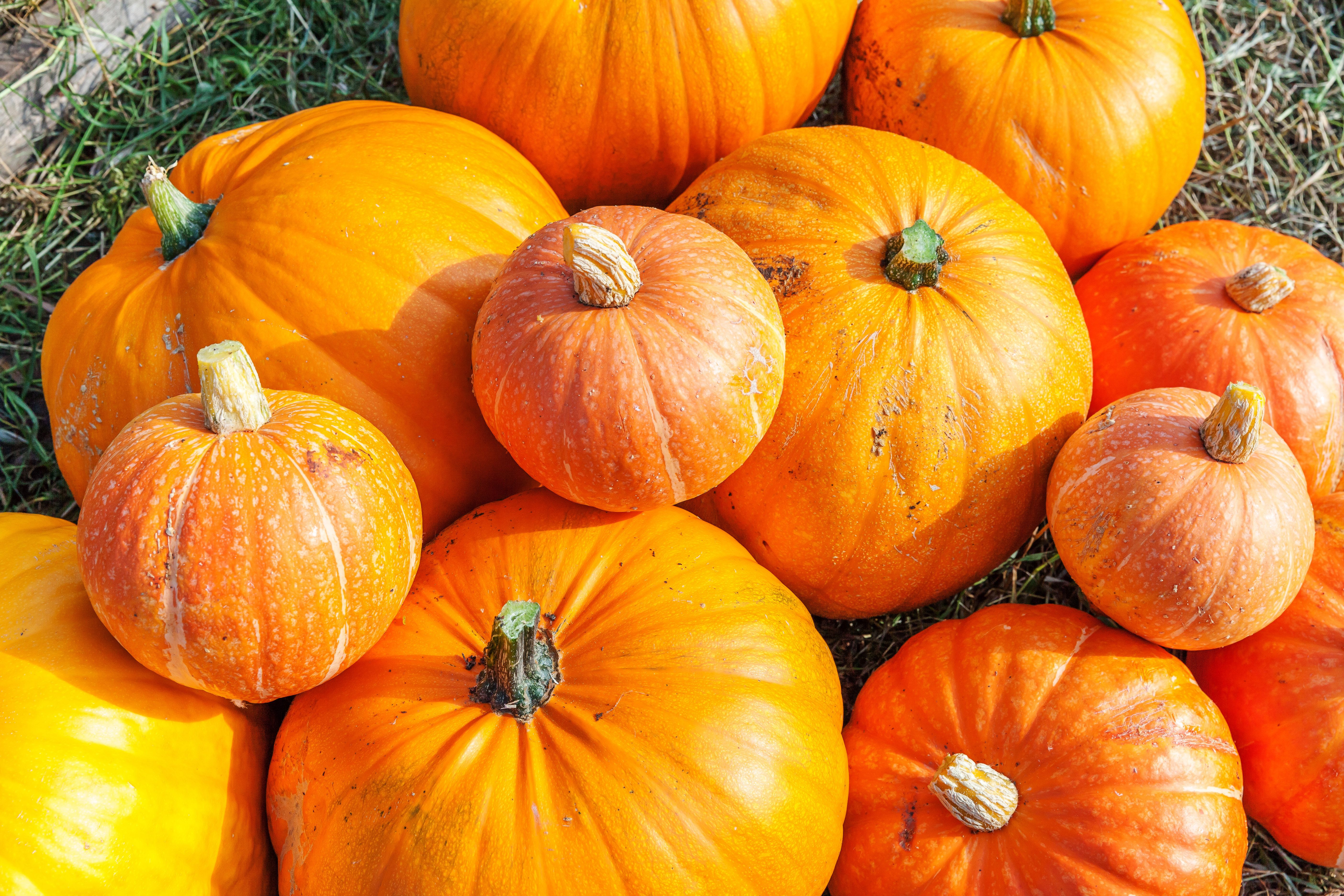 Calabaza 13 Calabaza 13