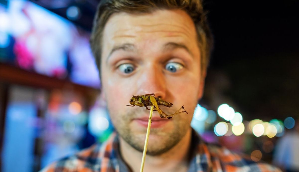 Los insectos, alimento del futuro