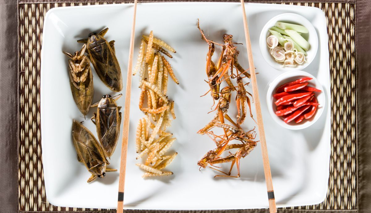 Insectos, alimentos ricos en proteína alternativa y sostenible