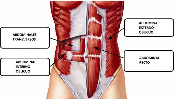 ¿Qué es el transverso abdominal? ¿Qué es el transverso abdominal?