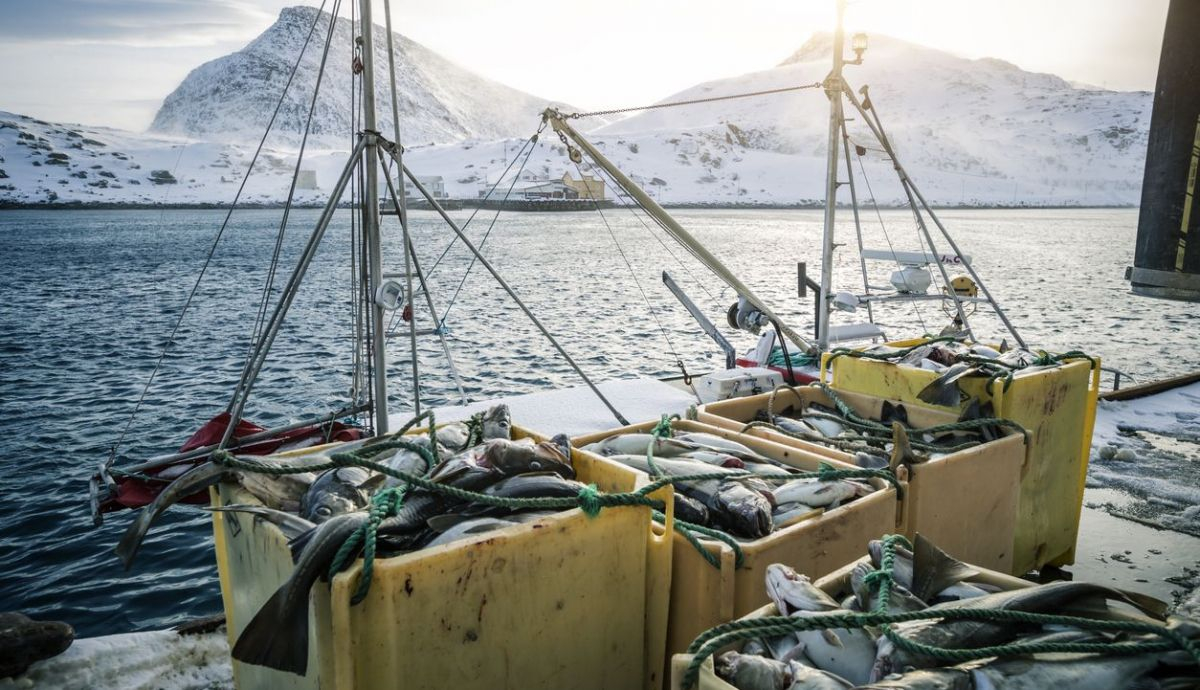 Pesca del bacalao Skrei en Noruega Pesca del bacalao Skrei en Noruega