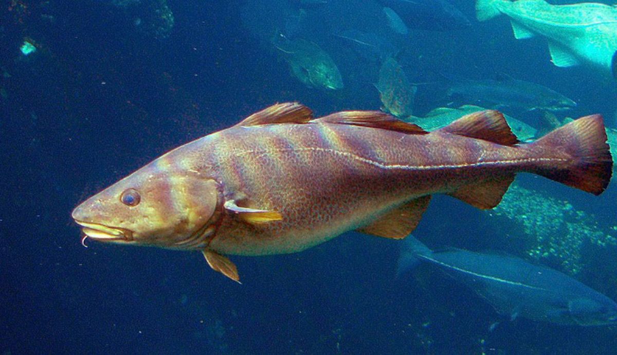 Skrei, el bacalao de los deportistas