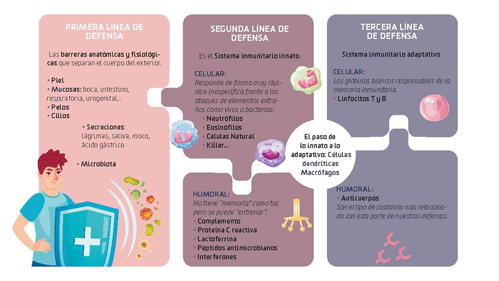 Resumen de los componentes del sistema inmunitario en nuestro cuerpo Resumen de los componentes del sistema inmunitario en nuestro cuerpo